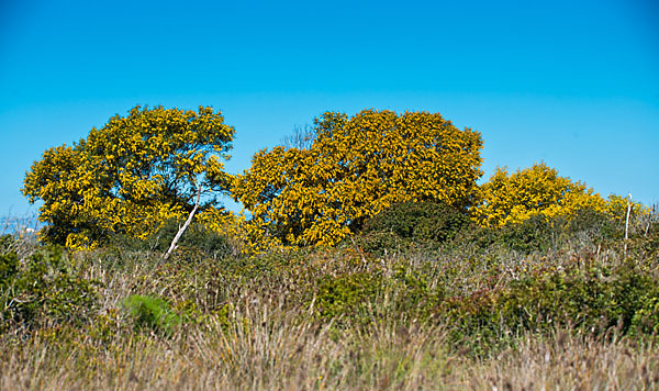 Weidenblatt-Akazie (Acacia saligna)