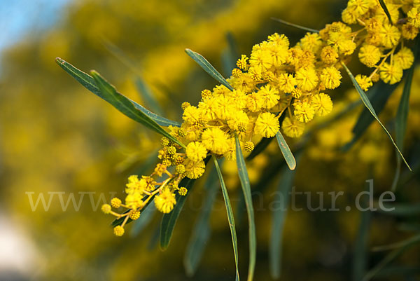 Weidenblatt-Akazie (Acacia saligna)