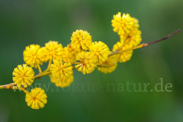 Weidenblatt-Akazie (Acacia saligna)