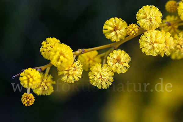 Weidenblatt-Akazie (Acacia saligna)