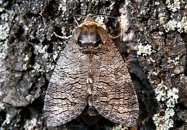 Weidenbohrer (Cossus cossus)