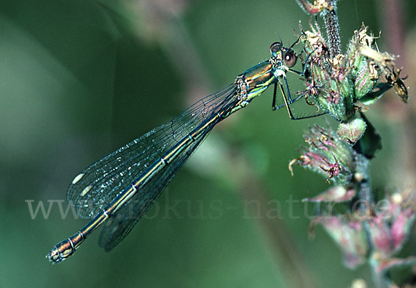 Weidenjungfer (Lestes viridis)