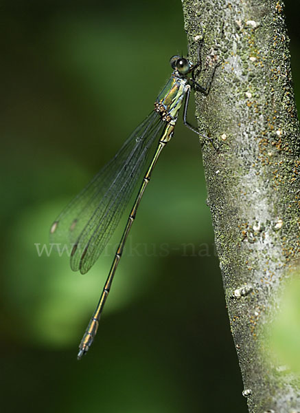 Weidenjungfer (Lestes viridis)