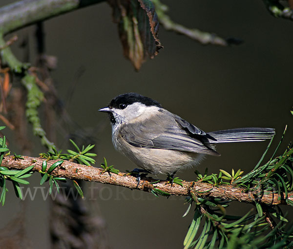 Weidenmeise (Parus montanus)