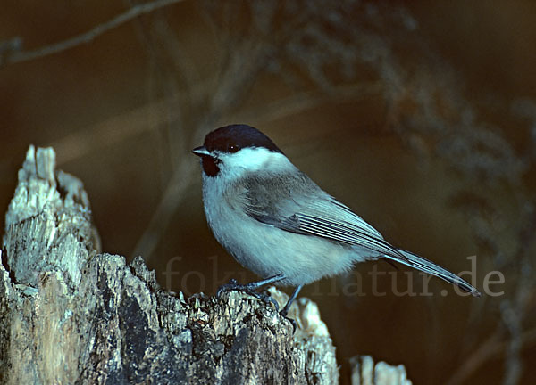 Weidenmeise (Parus montanus)