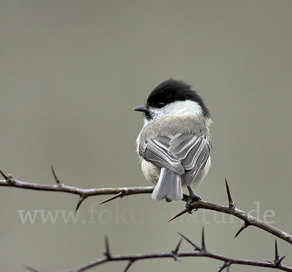 Weidenmeise (Parus montanus)