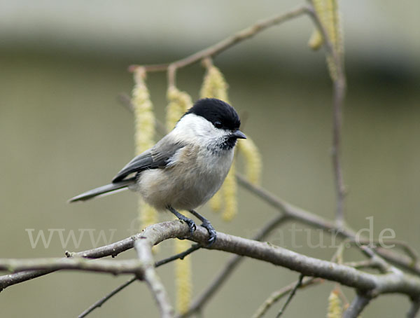 Weidenmeise (Parus montanus)