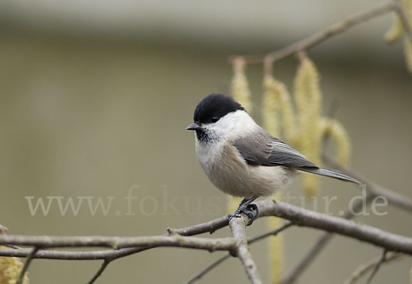 Weidenmeise (Parus montanus)