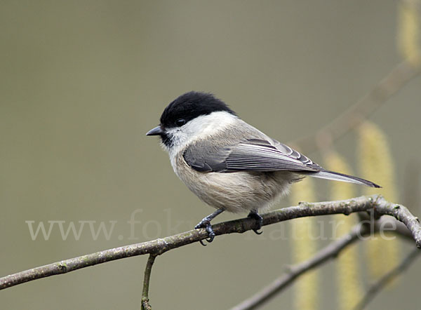 Weidenmeise (Parus montanus)