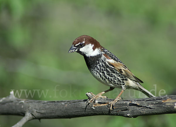 Weidensperling (Passer hispaniolensis)