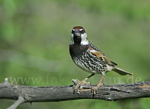 Weidensperling (Passer hispaniolensis)