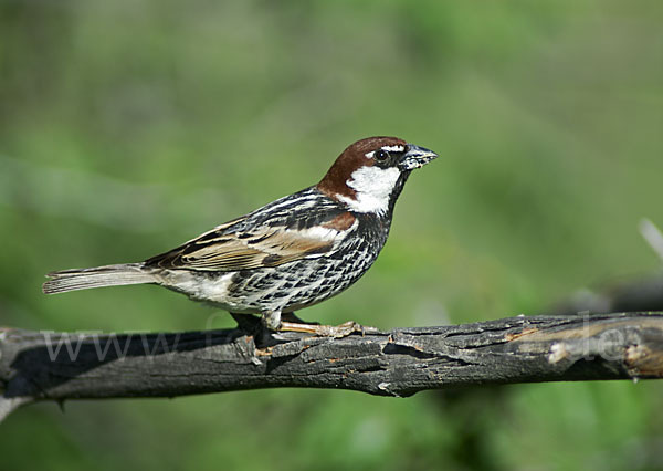 Weidensperling (Passer hispaniolensis)