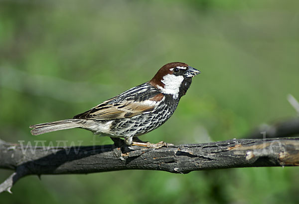 Weidensperling (Passer hispaniolensis)