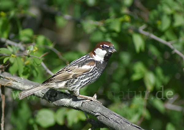 Weidensperling (Passer hispaniolensis)