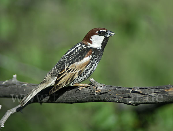 Weidensperling (Passer hispaniolensis)