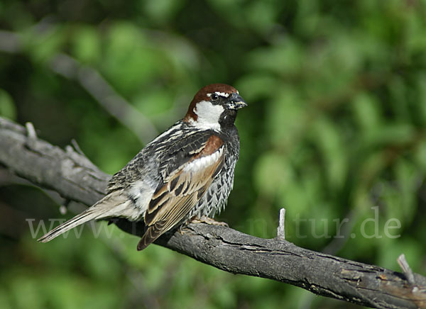 Weidensperling (Passer hispaniolensis)