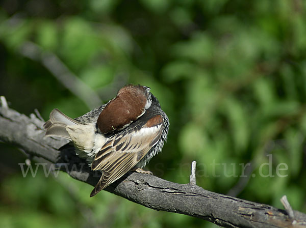 Weidensperling (Passer hispaniolensis)