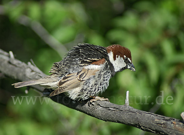 Weidensperling (Passer hispaniolensis)