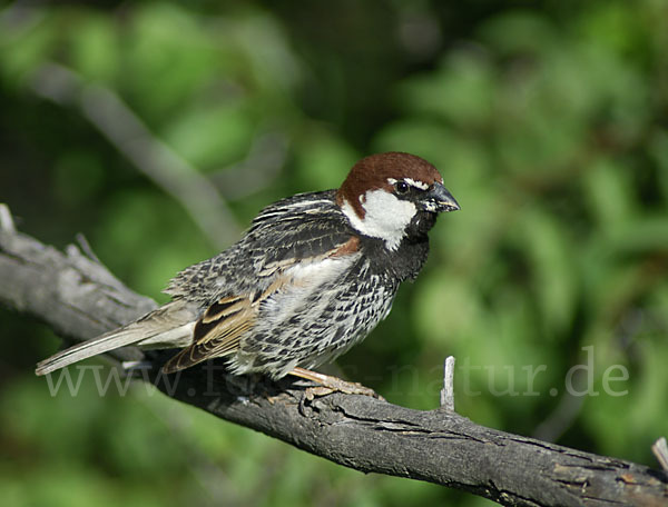 Weidensperling (Passer hispaniolensis)