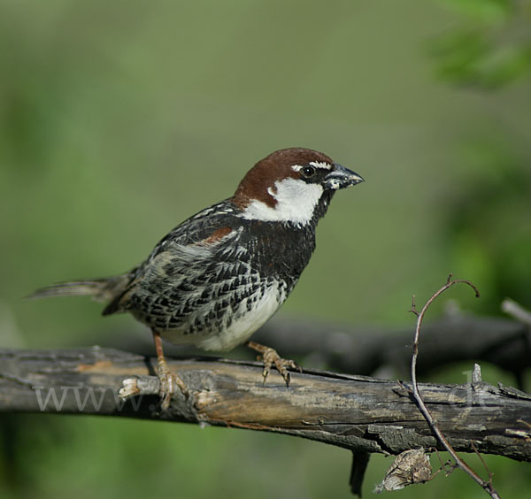 Weidensperling (Passer hispaniolensis)