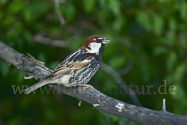 Weidensperling (Passer hispaniolensis)