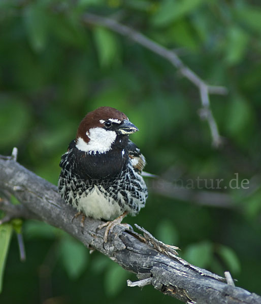 Weidensperling (Passer hispaniolensis)