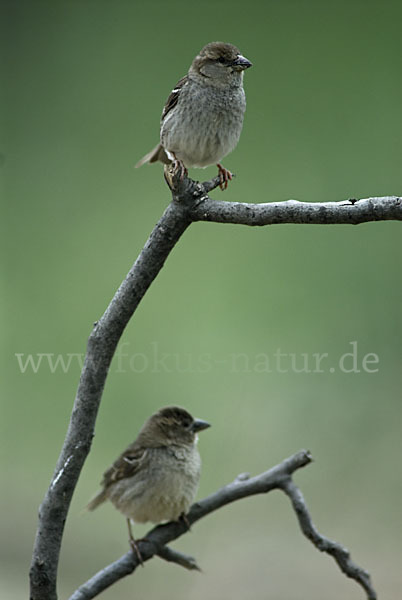 Weidensperling (Passer hispaniolensis)