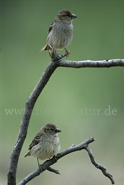 Weidensperling (Passer hispaniolensis)