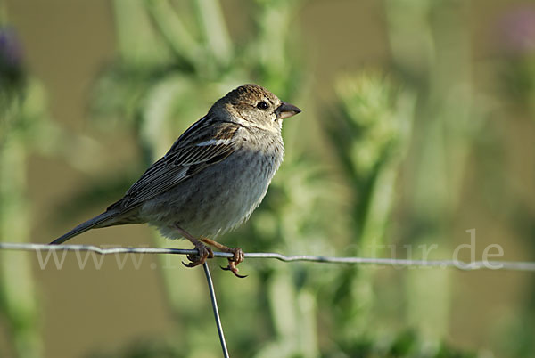 Weidensperling (Passer hispaniolensis)