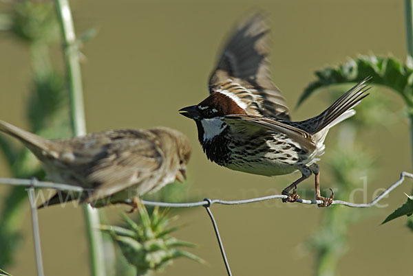 Weidensperling (Passer hispaniolensis)