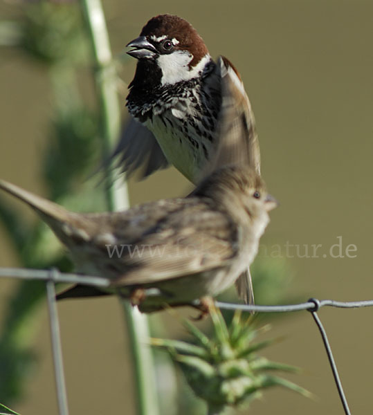 Weidensperling (Passer hispaniolensis)