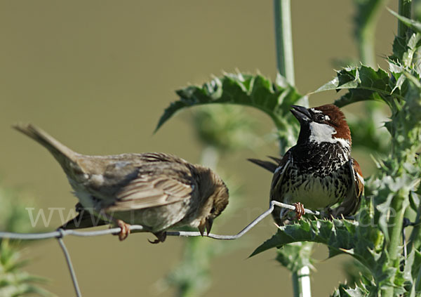 Weidensperling (Passer hispaniolensis)