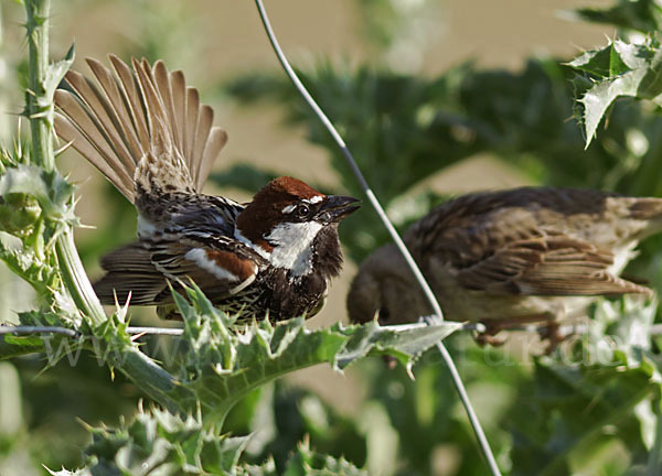 Weidensperling (Passer hispaniolensis)