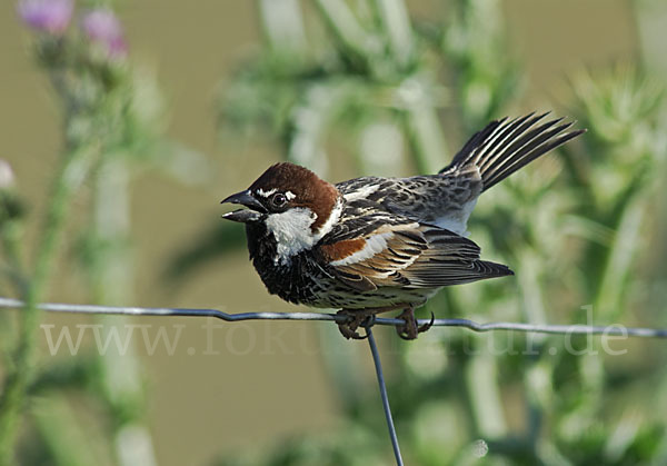 Weidensperling (Passer hispaniolensis)