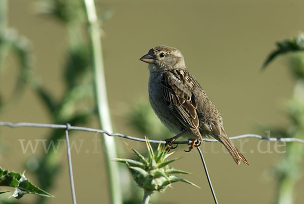 Weidensperling (Passer hispaniolensis)