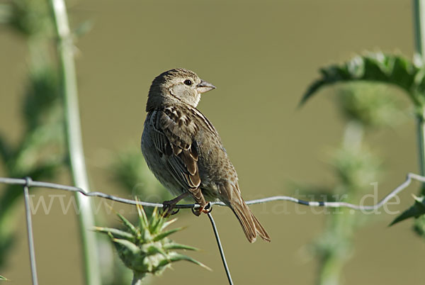 Weidensperling (Passer hispaniolensis)