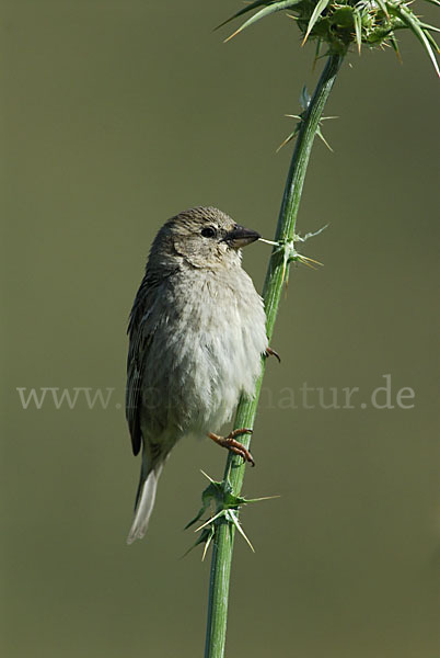 Weidensperling (Passer hispaniolensis)