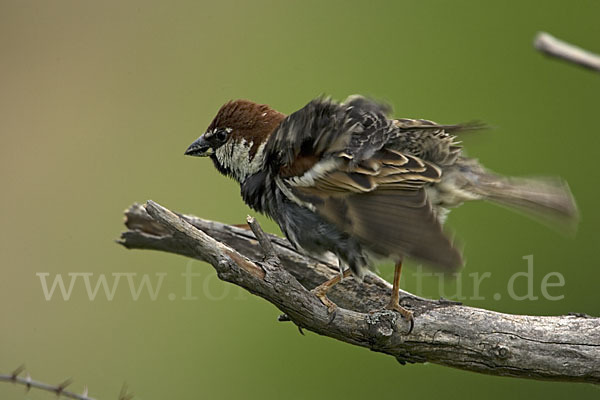 Weidensperling (Passer hispaniolensis)