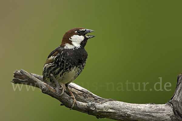 Weidensperling (Passer hispaniolensis)