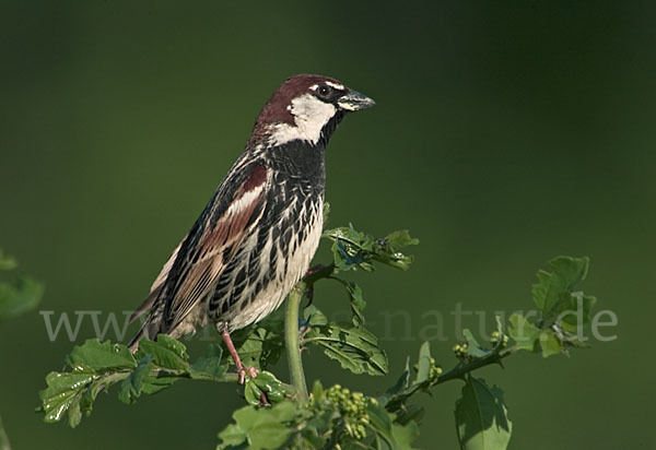 Weidensperling (Passer hispaniolensis)