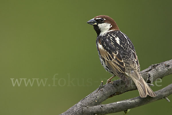 Weidensperling (Passer hispaniolensis)