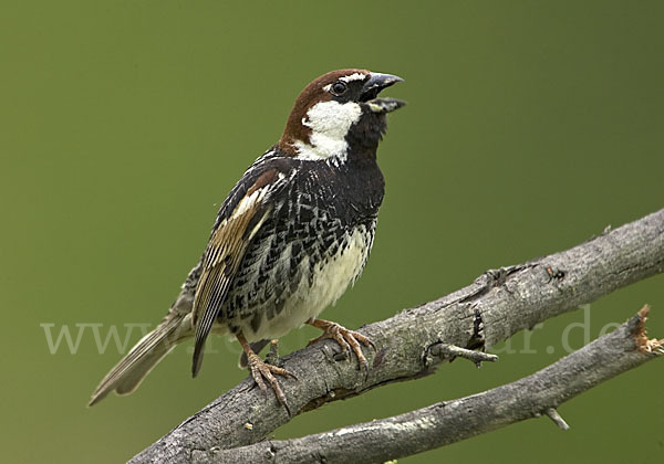 Weidensperling (Passer hispaniolensis)