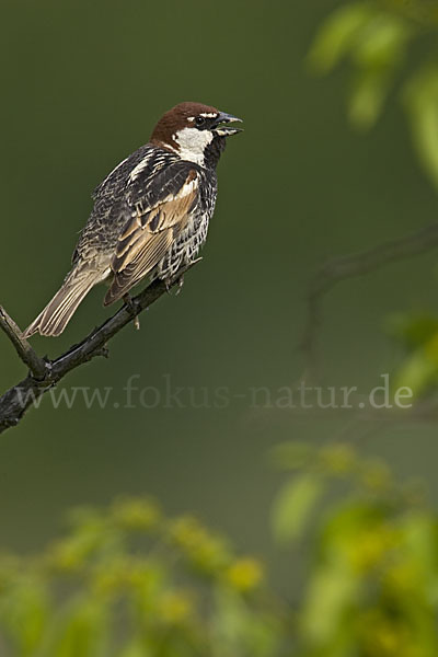 Weidensperling (Passer hispaniolensis)