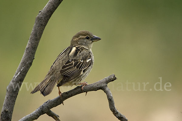 Weidensperling (Passer hispaniolensis)