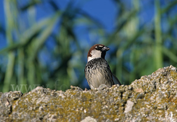 Weidensperling (Passer hispaniolensis)