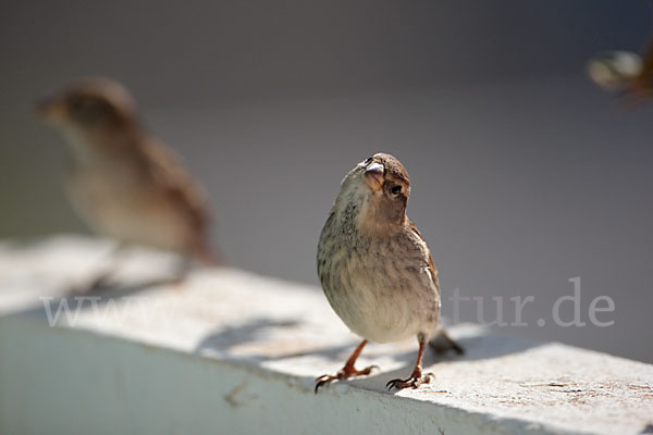 Weidensperling (Passer hispaniolensis)