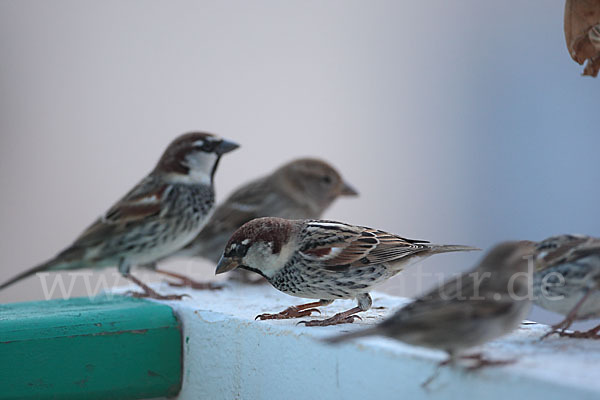 Weidensperling (Passer hispaniolensis)