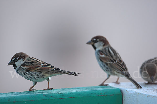 Weidensperling (Passer hispaniolensis)