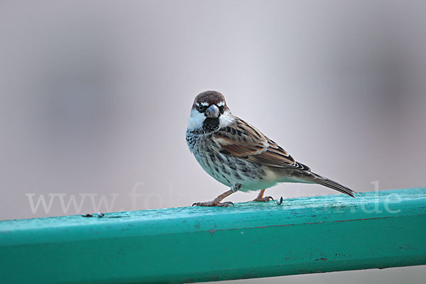 Weidensperling (Passer hispaniolensis)