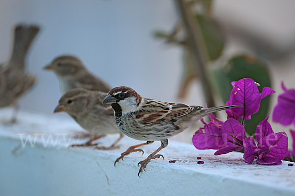 Weidensperling (Passer hispaniolensis)